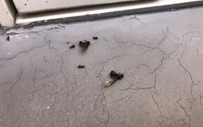 神戸市 O様邸 外壁塗装・屋根塗装工事